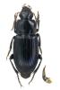 Harpalus rufipalpis